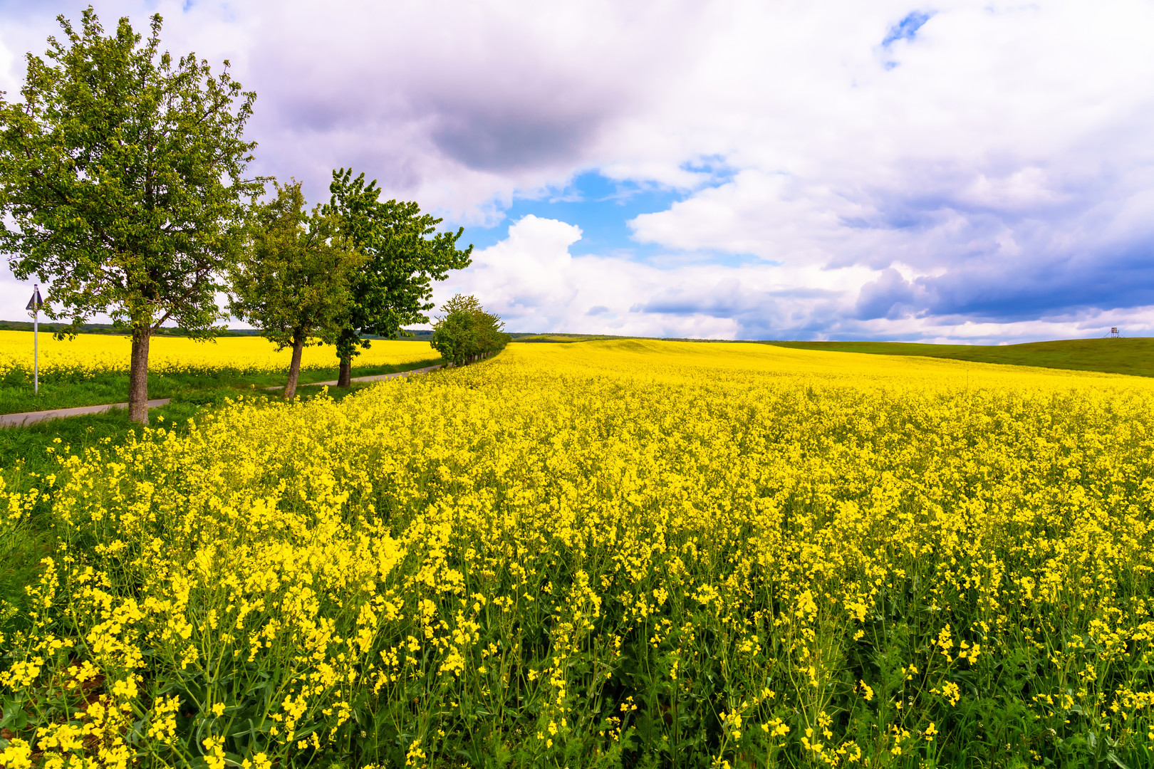 Rapsfeld im Frühling