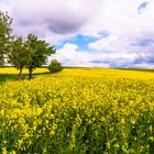 Rapsfeld im Frühling