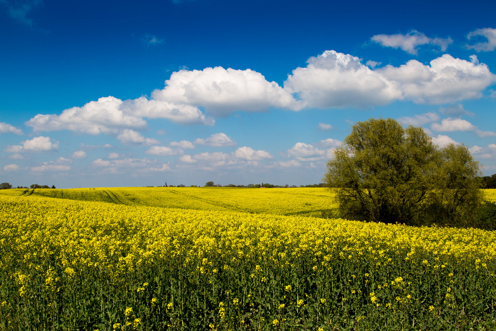 Rapsfeld im Frühling