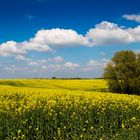 Rapsfeld im Frühling