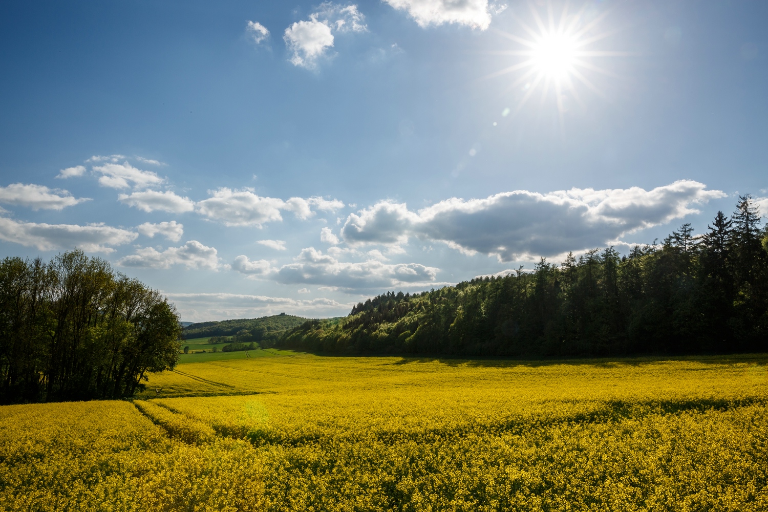 Rapsfeld im Frühling