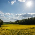 Rapsfeld im Frühling