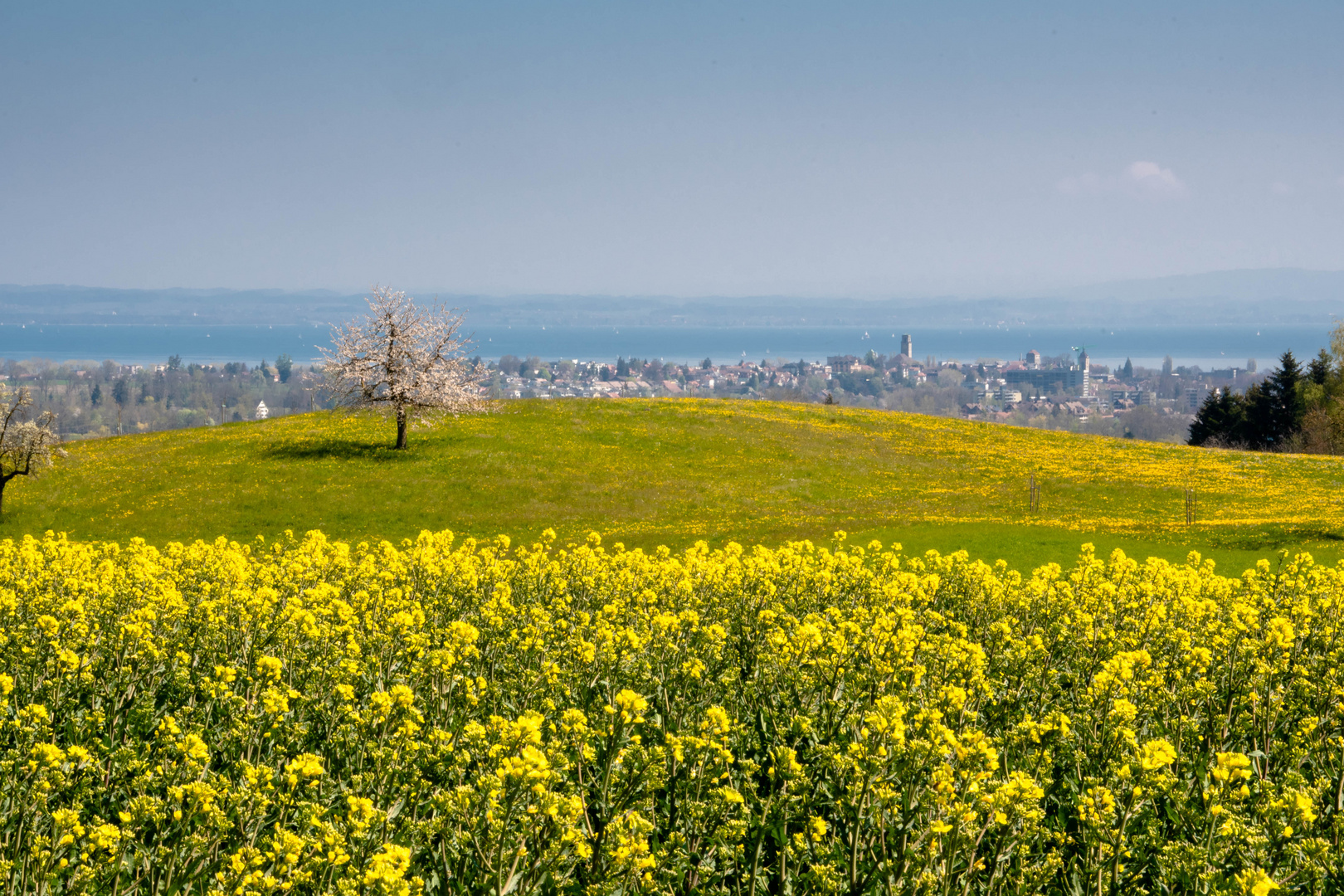 Rapsfeld im Frühling