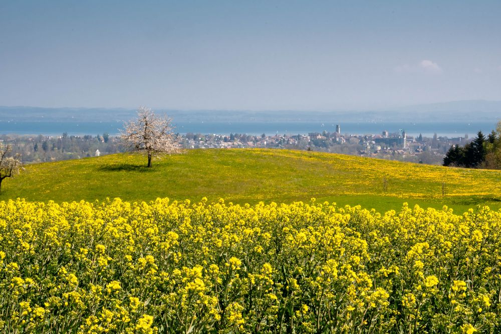 Rapsfeld im Frühling