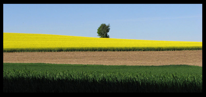 Rapsfeld im Frühling