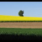 Rapsfeld im Frühling