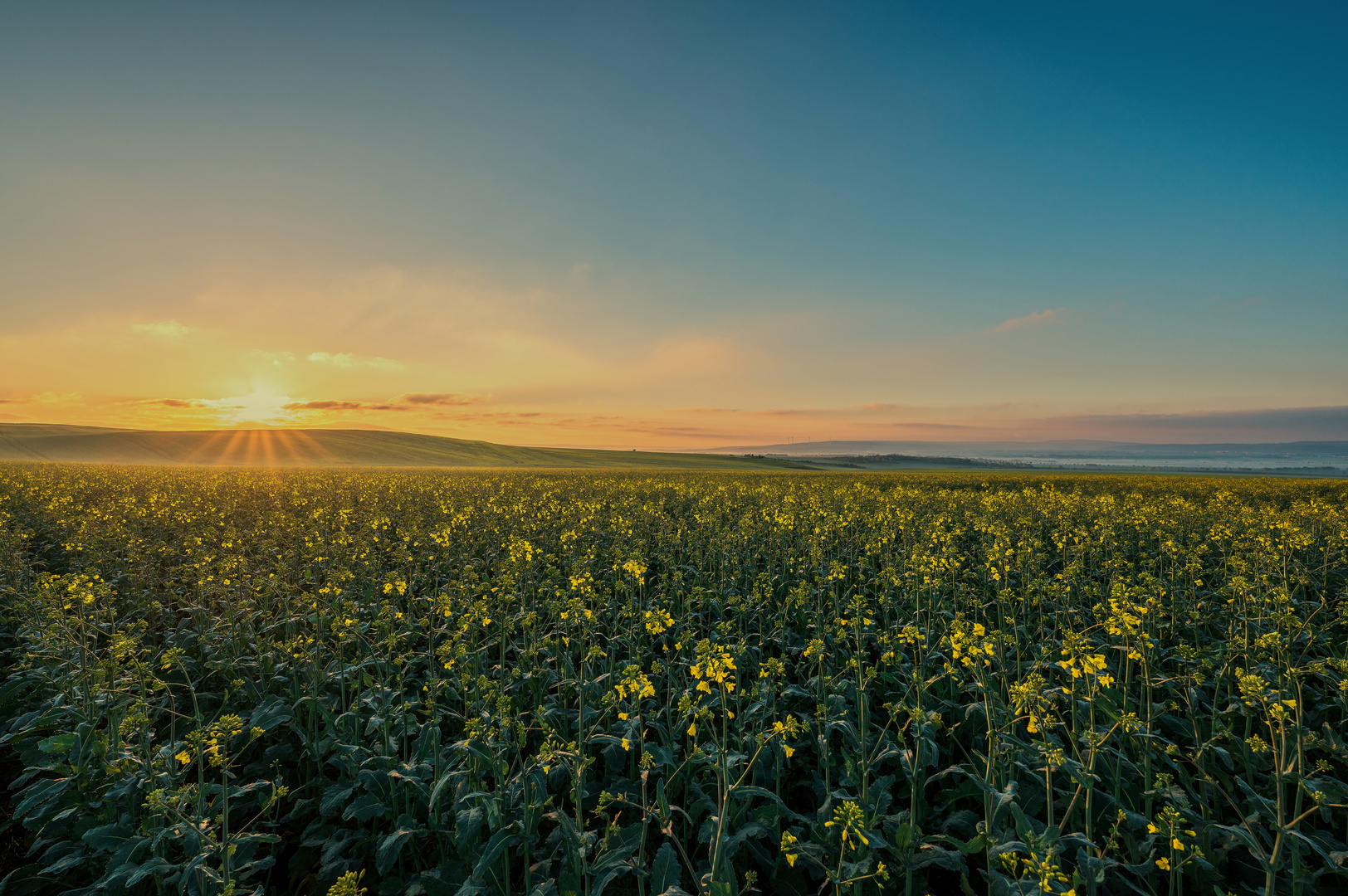 Rapsfeld im Frühling bei Sonnenaufgang