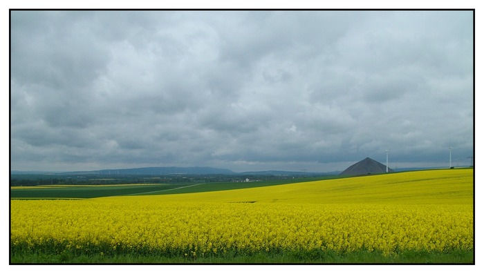 Rapsfeld im Frühling