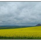 Rapsfeld im Frühling