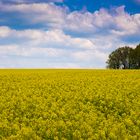 Rapsfeld im Frühling