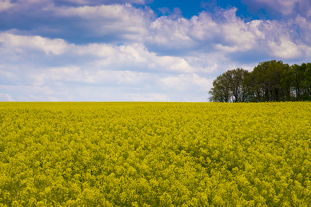 Rapsfeld im Frühling