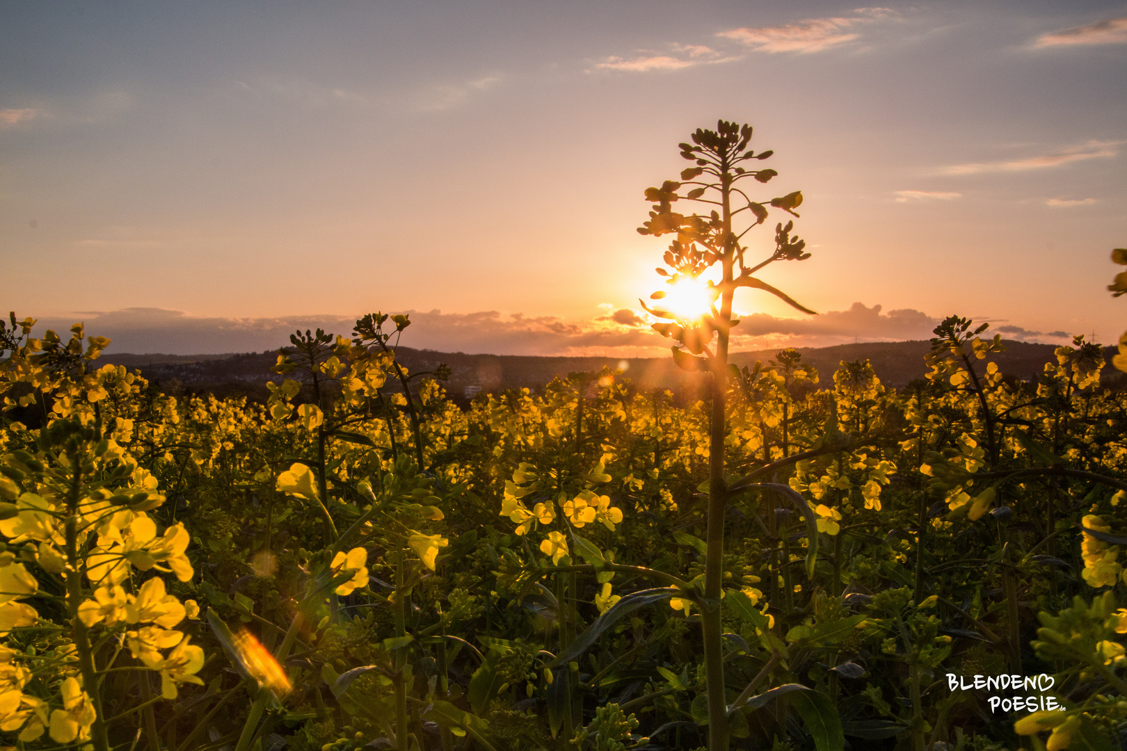 Rapsfeld im goldenen Licht