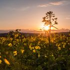 Rapsfeld im goldenen Licht