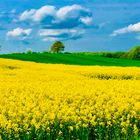 Rapsfeld im Grünen