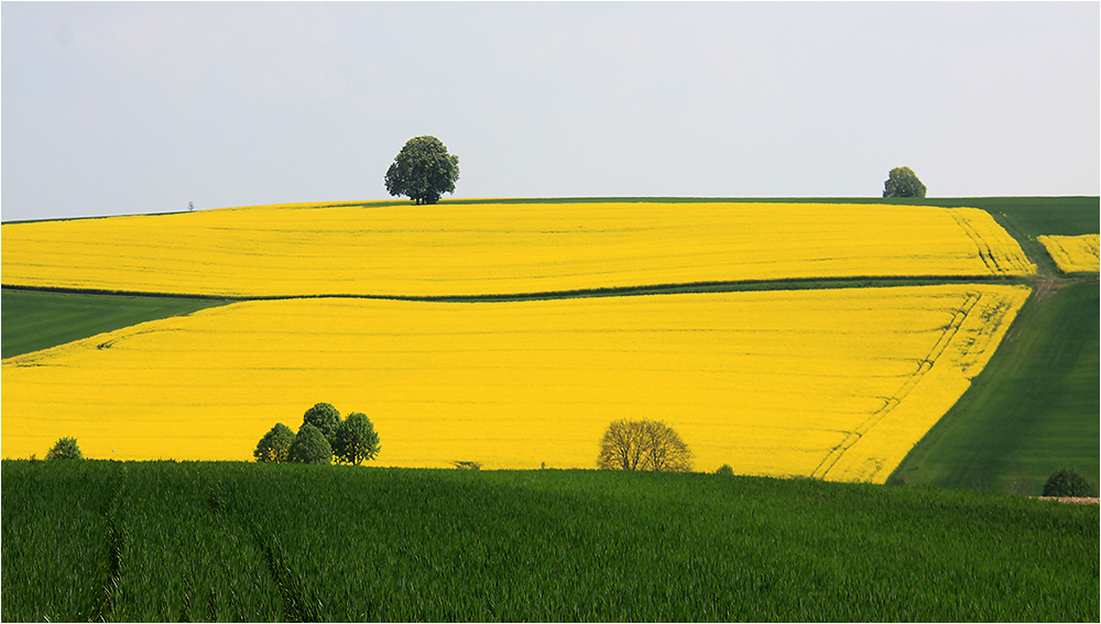 Rapsfeld im grünen Rahmen