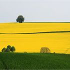 Rapsfeld im grünen Rahmen