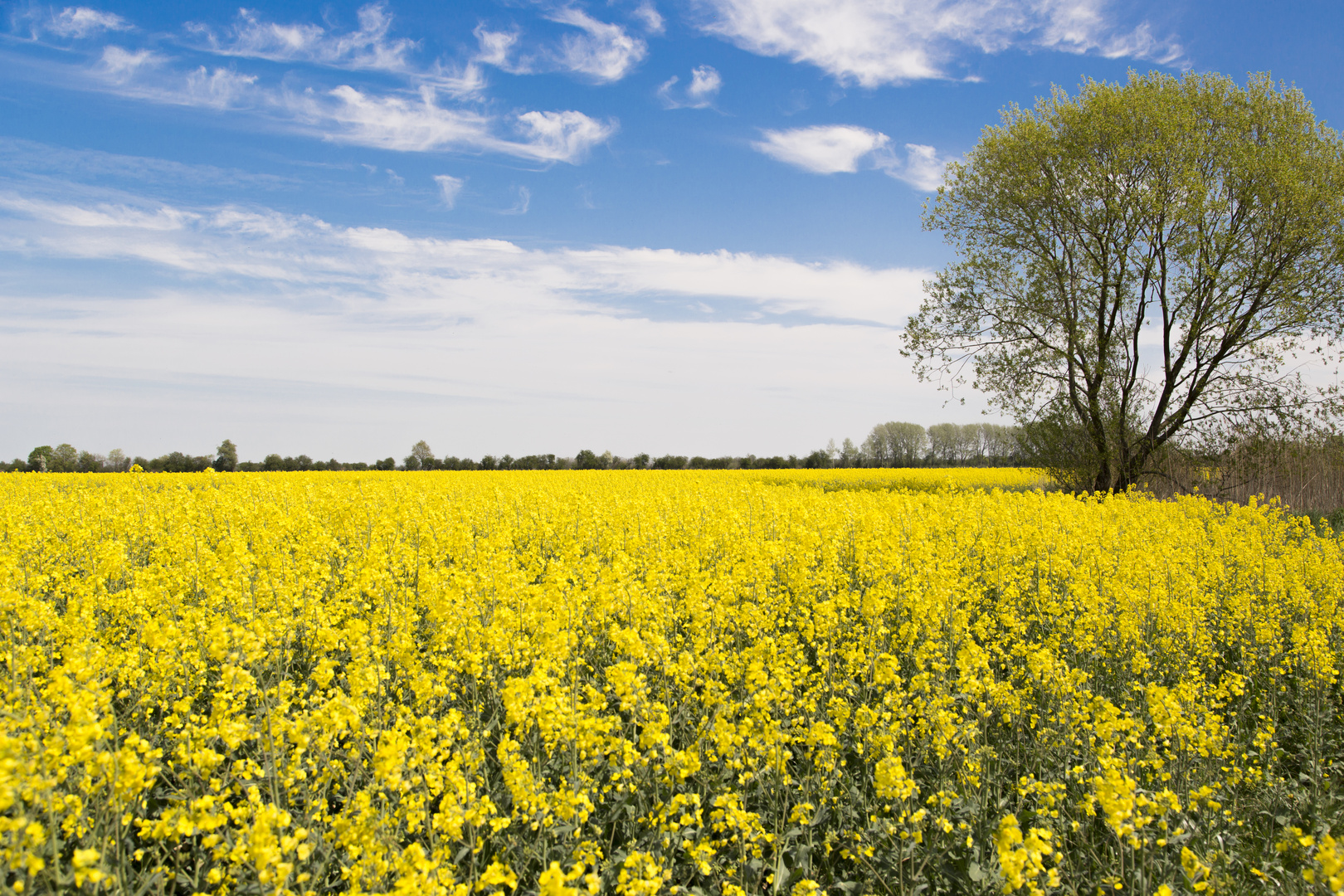 Rapsfeld im Havelland