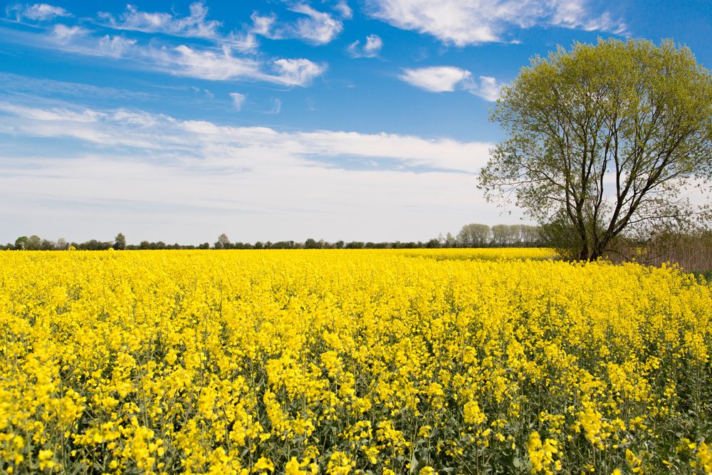 Rapsfeld im Havelland