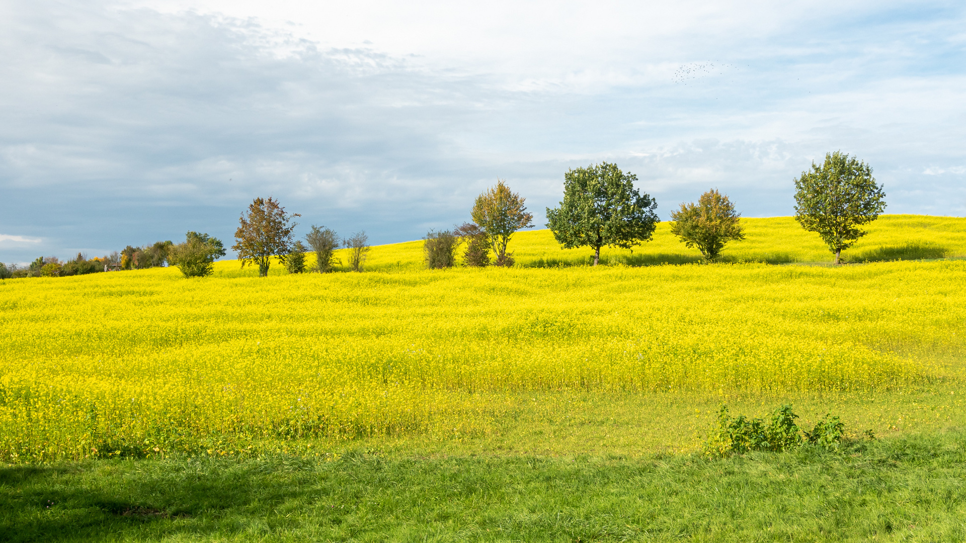 Rapsfeld im Herbst