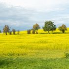 Rapsfeld im Herbst