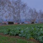 Rapsfeld im Herbst (colza en otño)