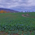 Rapsfeld im Herbst (colza en otño)