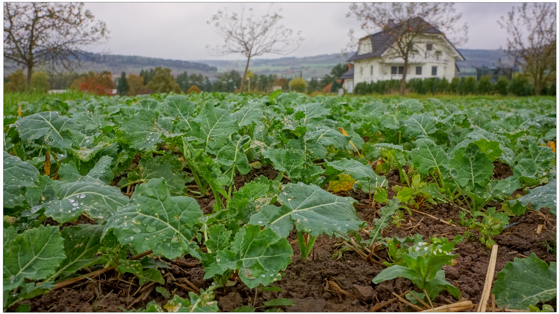 Rapsfeld im Herbst (colza en otoño)