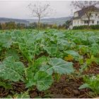 Rapsfeld im Herbst (colza en otoño)