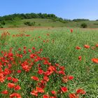 Rapsfeld im Juni 