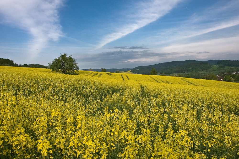 Rapsfeld im Kahlgrund