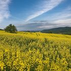 Rapsfeld im Kahlgrund