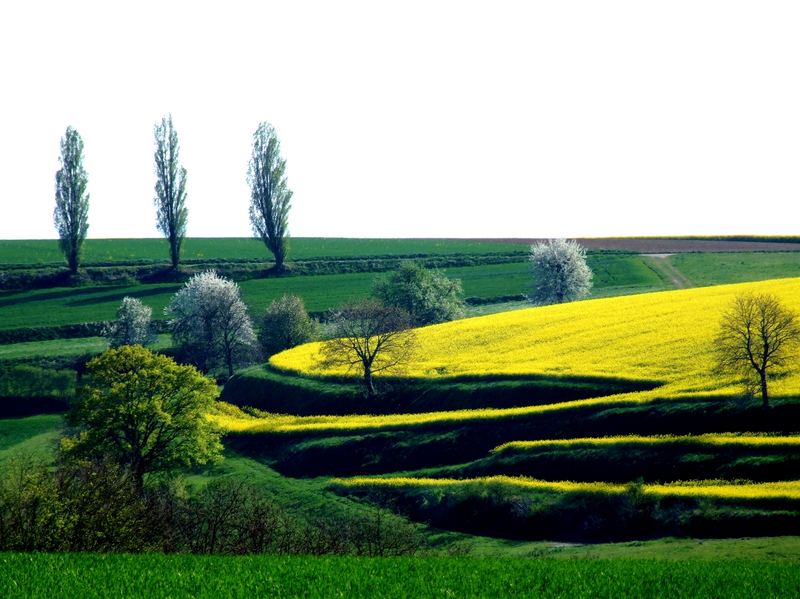 Rapsfeld im Kraichgau