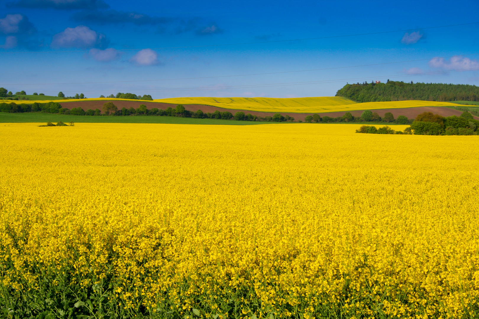 Rapsfeld im Mai