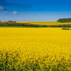 Rapsfeld im Mai