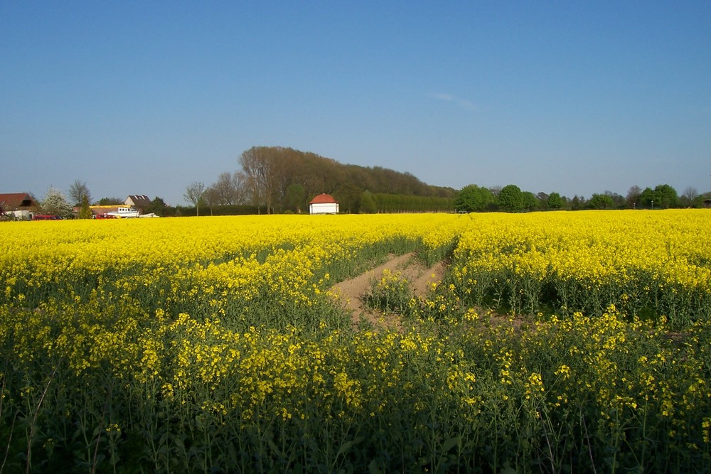 Rapsfeld im Mai