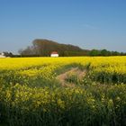 Rapsfeld im Mai