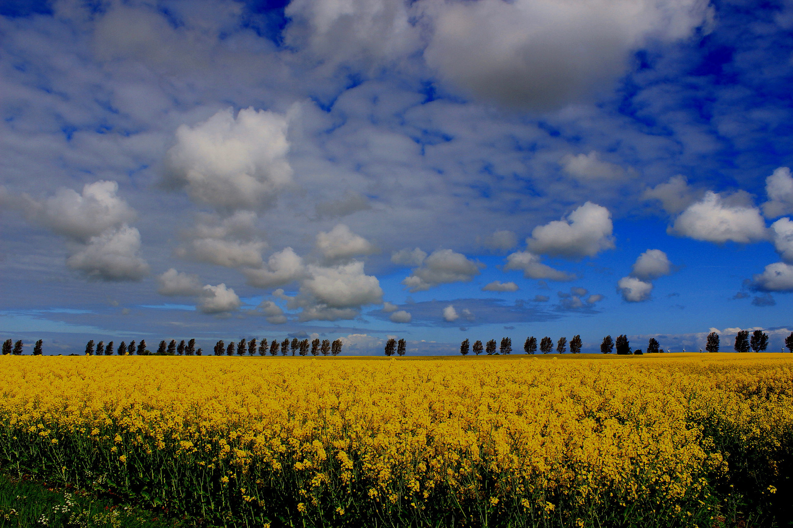 Rapsfeld im Mai