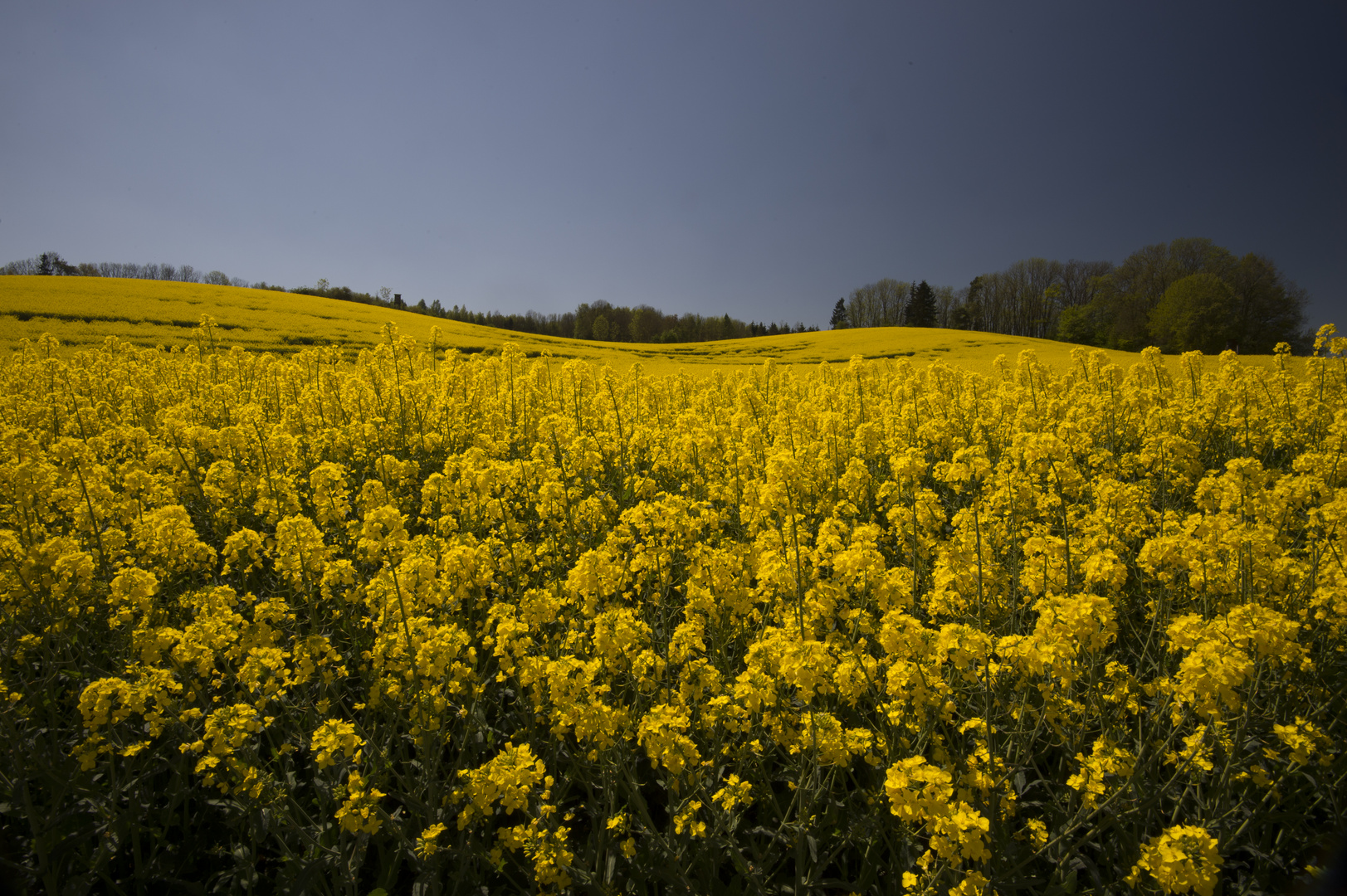 Rapsfeld im Mai