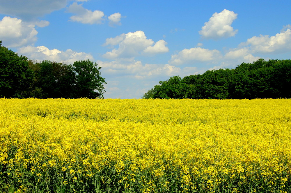 Rapsfeld im Mai