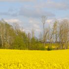 Rapsfeld im Mai