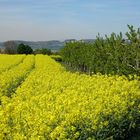 Rapsfeld im Mittelrheintal