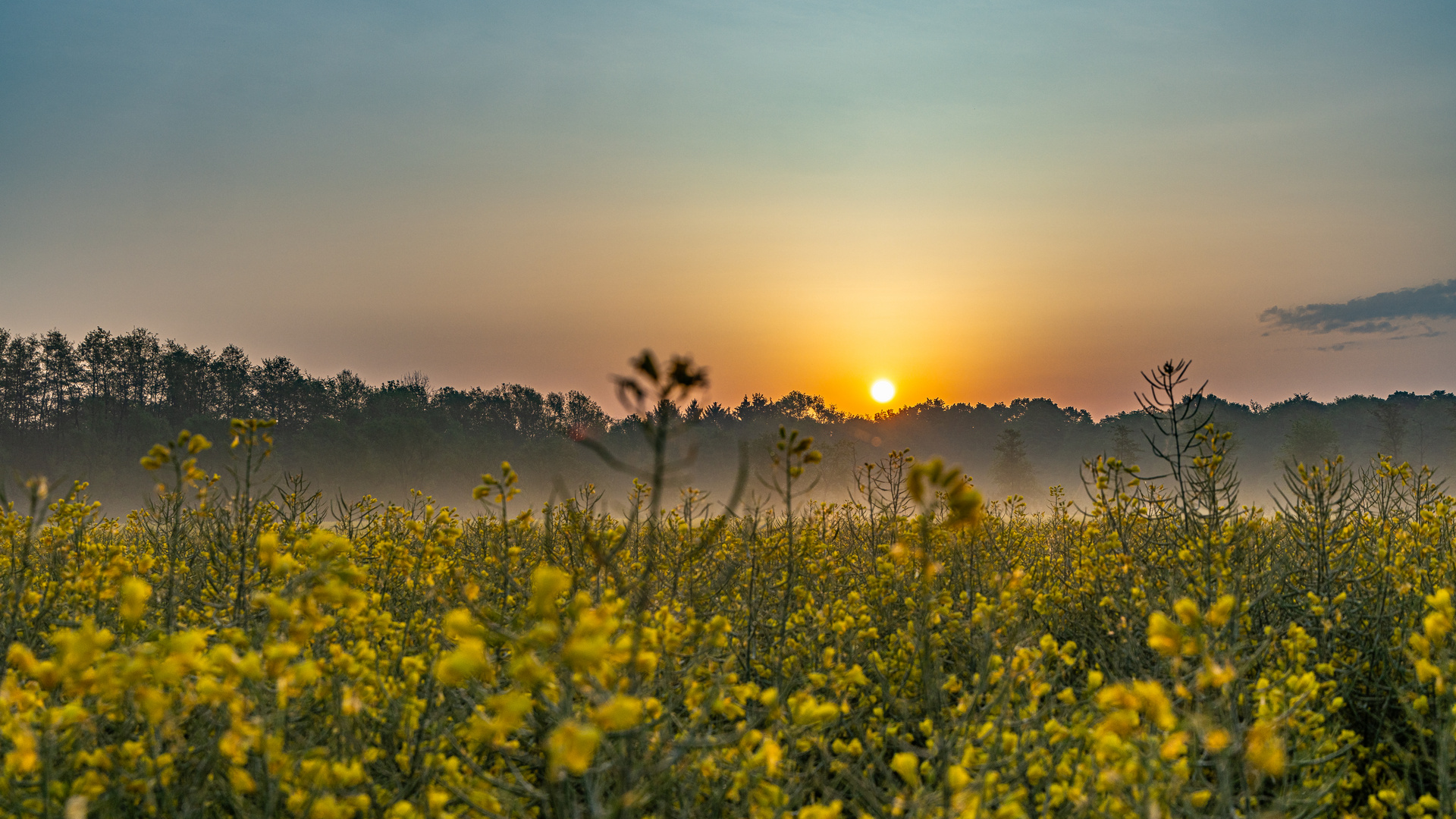 Rapsfeld im Morgendlichen Dunst bei Sonnenaufgang