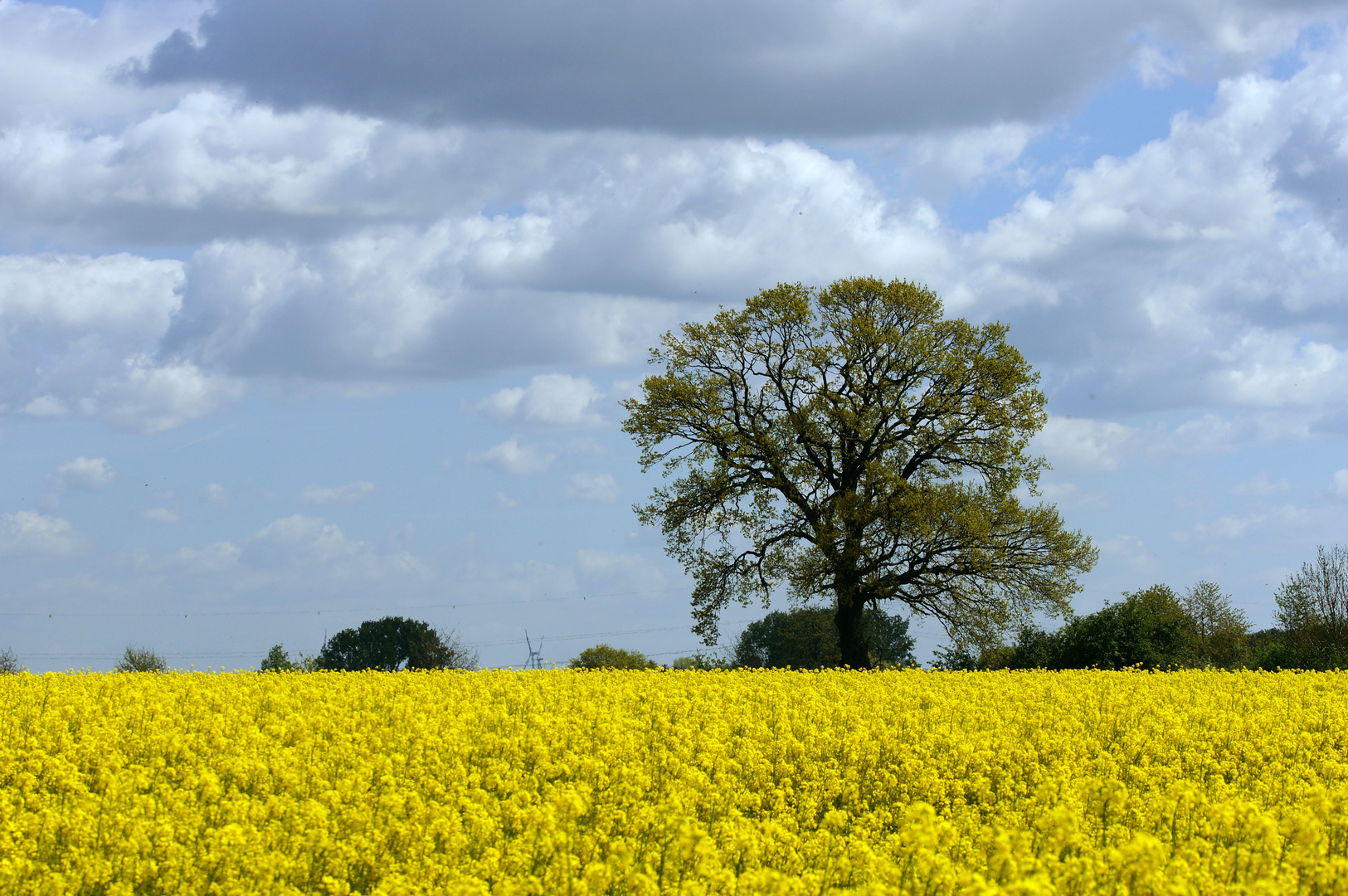 Rapsfeld im Münsterland.