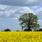 Rapsfeld im Münsterland.