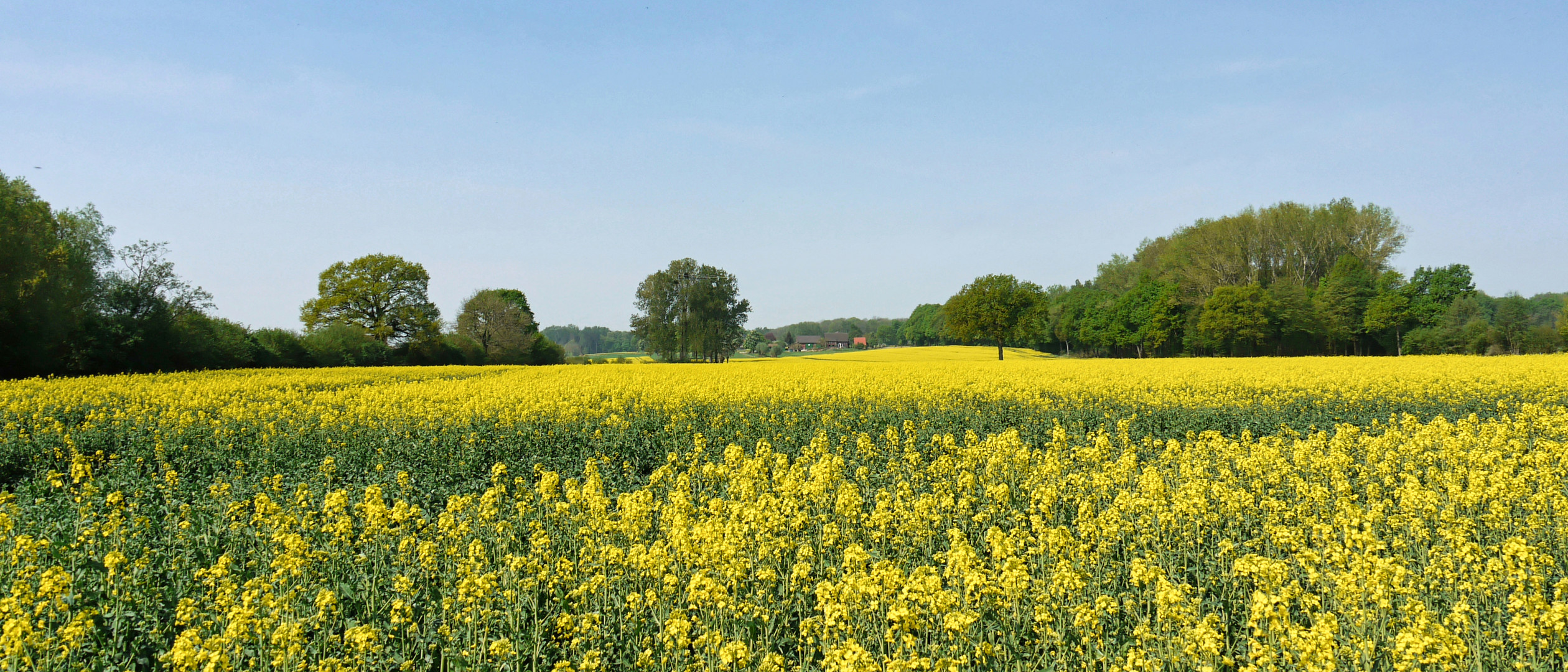 Rapsfeld im Münsterland