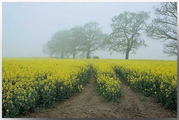 Rapsfeld im Nebel