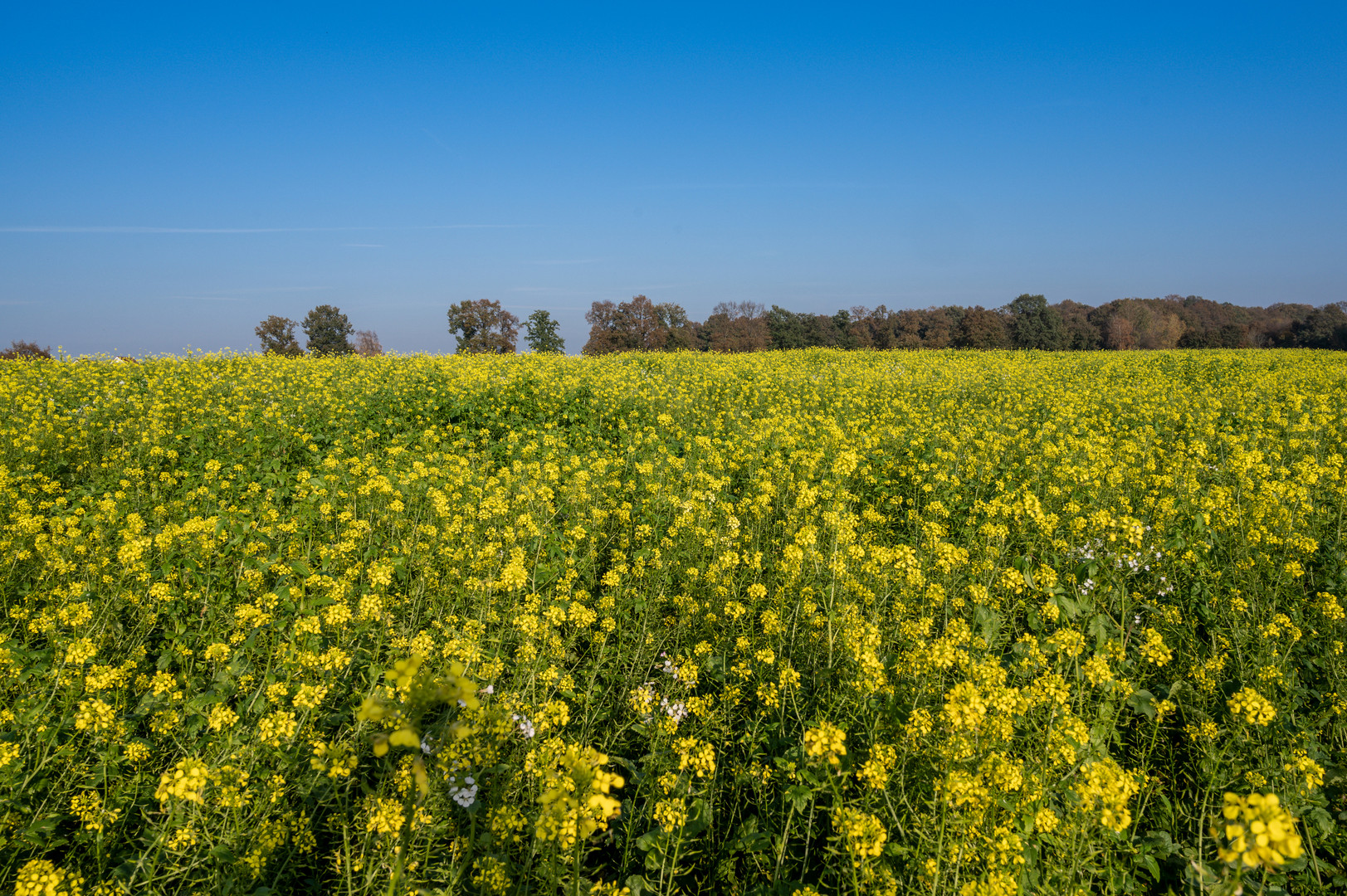 Rapsfeld im November