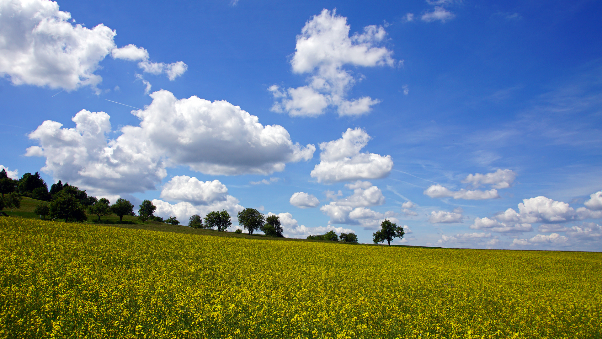 Rapsfeld im Odenwald