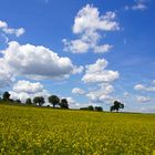 Rapsfeld im Odenwald