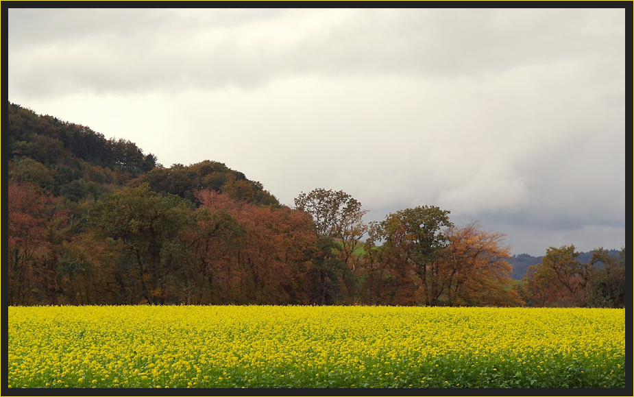 Rapsfeld im Oktober?